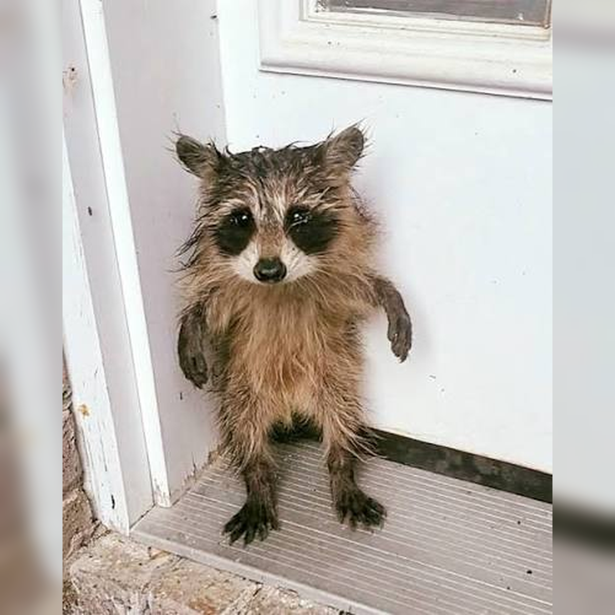A tiny wet raccoon standing at a door with a glowing orange outline